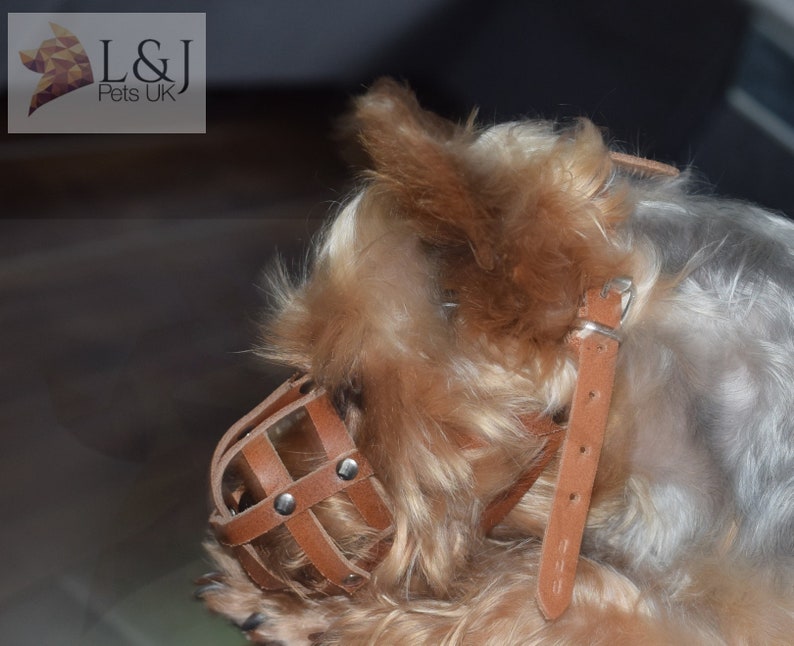 Light leather Dog Muzzle for Chihuahua Yorkshire Terrier Mini Etsy