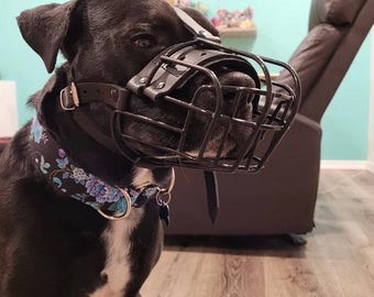 May include: A black dog wearing a black leather muzzle with a wire cage design. The dog is wearing a black and blue floral collar with a silver buckle.