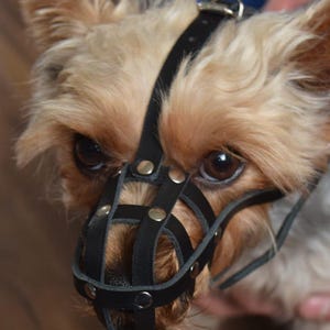 May include: A small, light brown dog wearing a black leather muzzle with metal rivets. The muzzle has a cage-like design and is secured with a strap around the dog's head.
