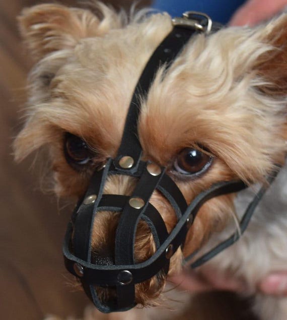 GrandFinale Museruola Per Cani Con Muso Appiattito, Per Bulldog Inglese - Foto 8