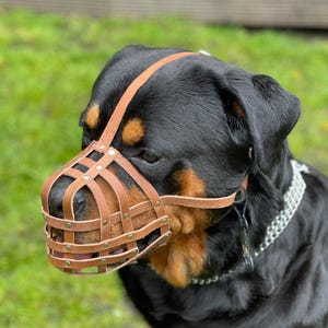 May include: A black and brown Rottweiler dog wearing a brown leather muzzle with metal accents. The dog is looking to the side and has a serious expression.