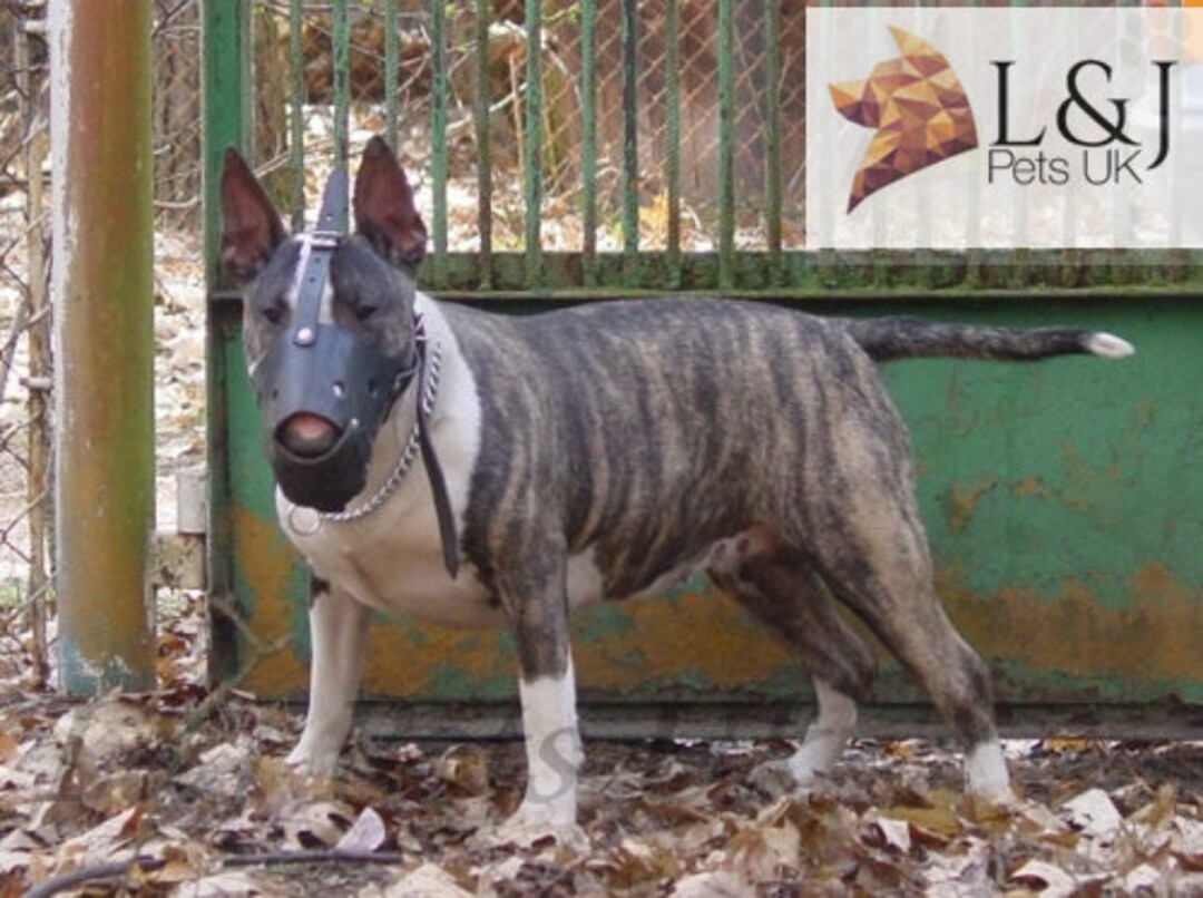 Strong Leather Dog Muzzle Bull Terrier and Other Similar Snout Etsy