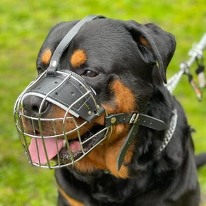 May include: A black and tan Rottweiler dog wearing a black leather muzzle with a silver wire cage. The dog is wearing a black leather collar with a silver chain.