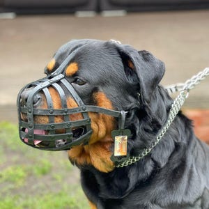 Könnte beinhalten: Ein schwarzer Rottweiler, der eine schwarze Leder-Maulkorb mit einer Metallkette Leine am Halsband trägt.