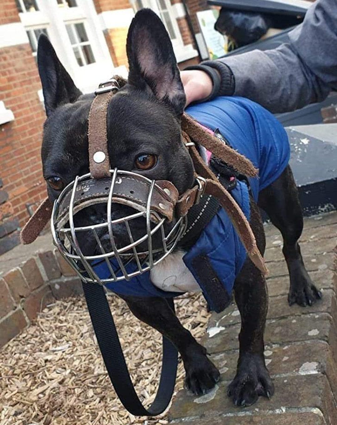 Buy Best Basket Muzzle for French Bulldog Basket Muzzle for Frenchies  Online in India