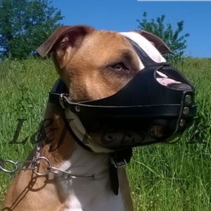 Starker Echtleder Hunde Maulkorb für American Staffordshire Terrier Amstaff