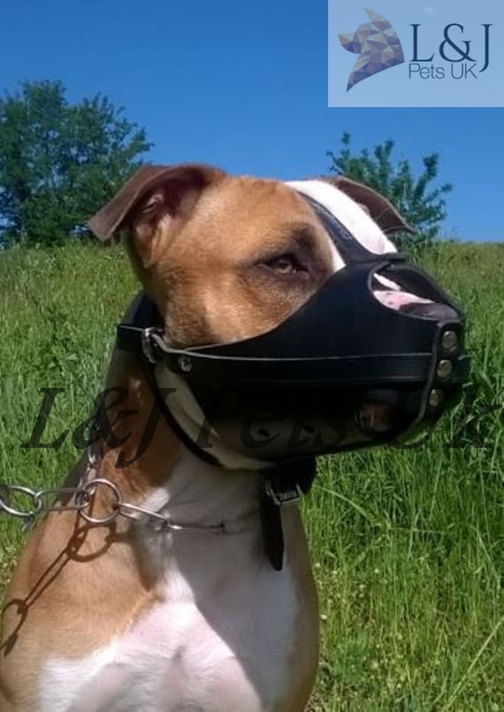 muzzle for american staffordshire terrier