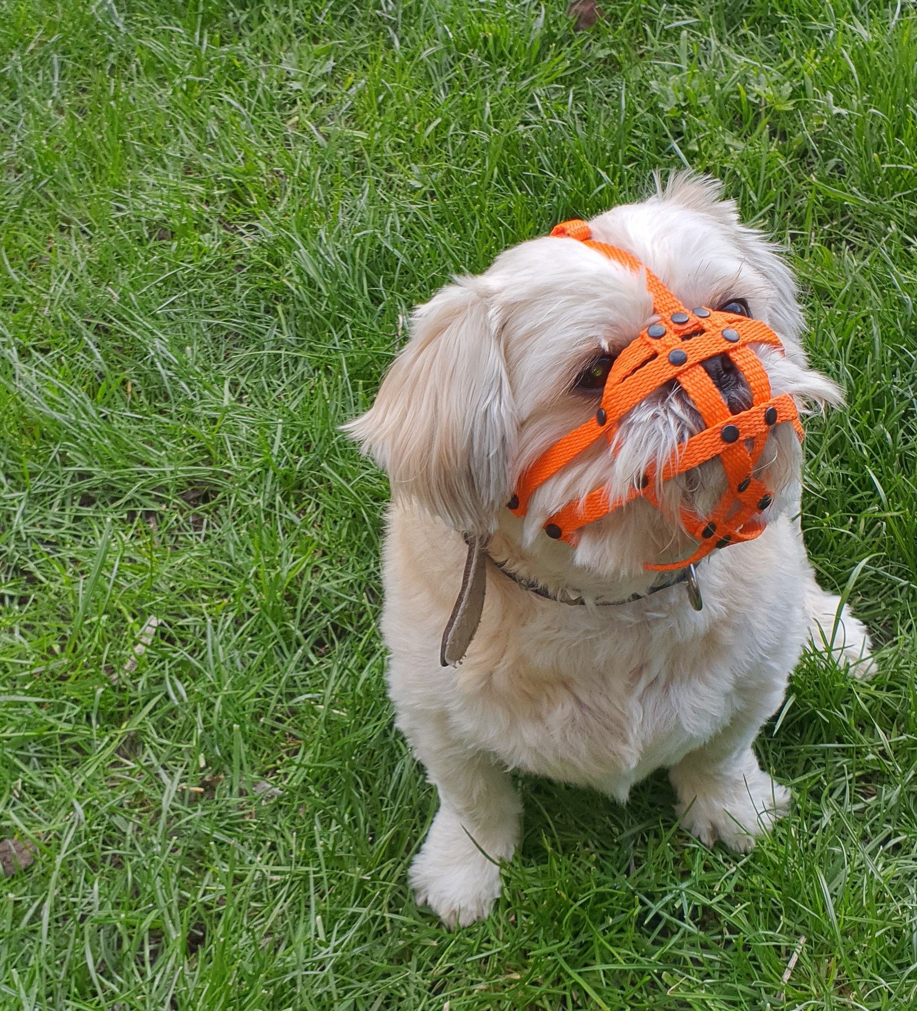 flat faced dog muzzle flat faced dog muzzle