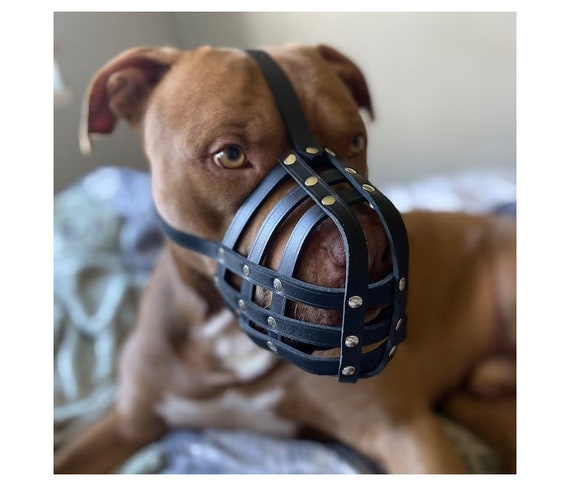 Laisse classique en cuir pour chien Pitbull