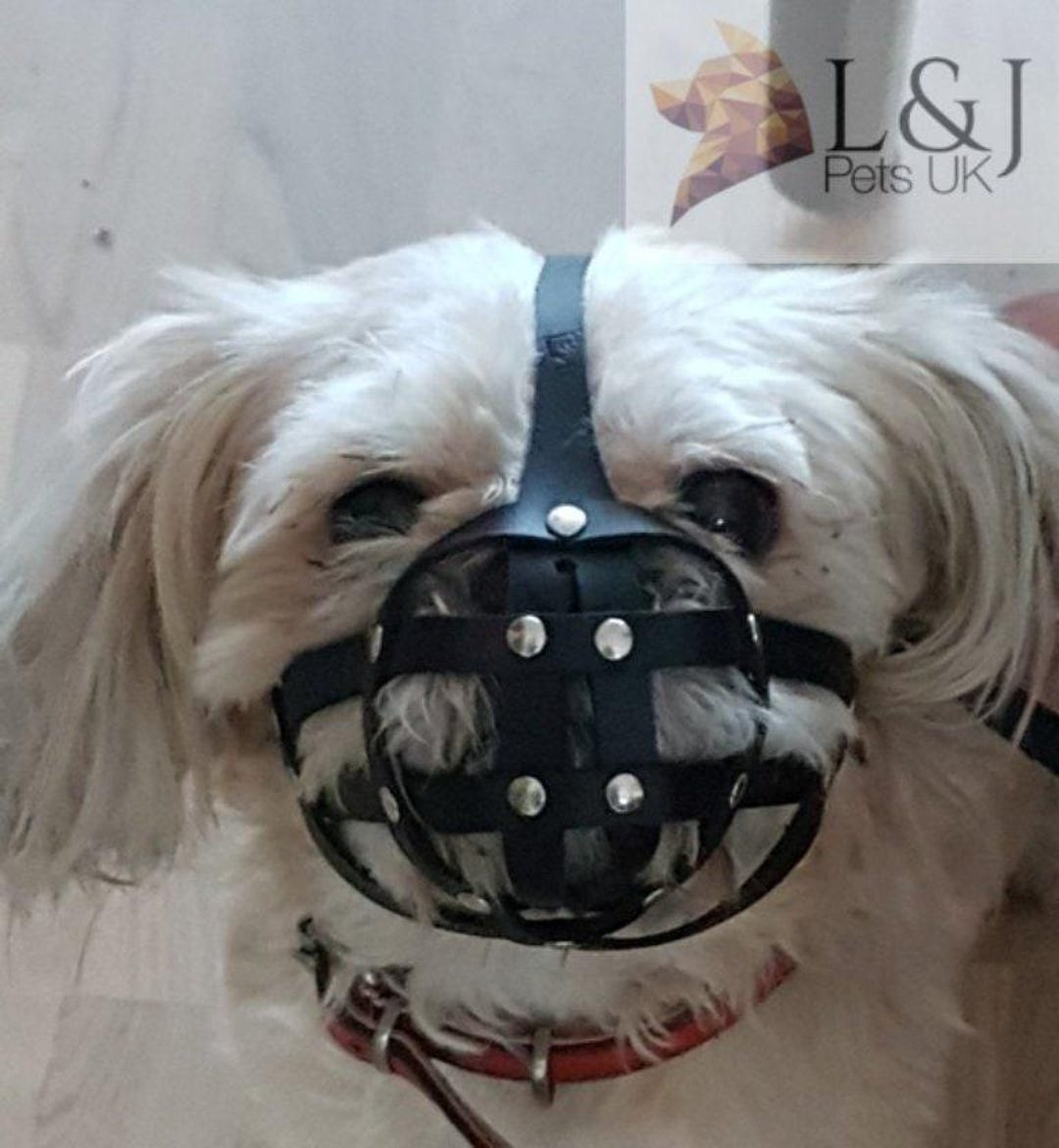 Buy Leather Dog Muzzle for Shih Tzu and Other Flat Face Faced Short Snout  Dog's Champion Online in India