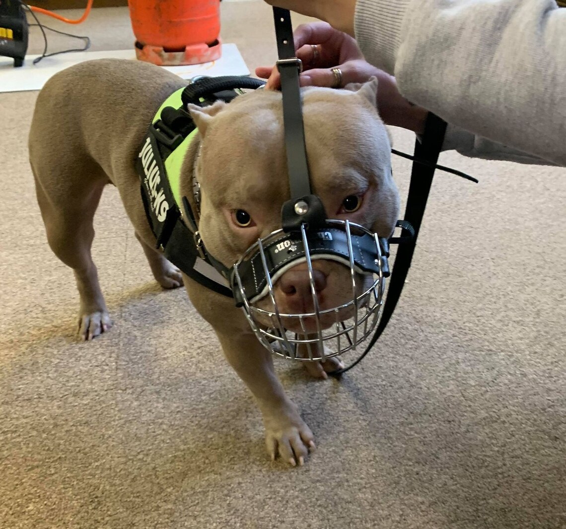 Best Metal Basket Muzzle for American Bully Etsy