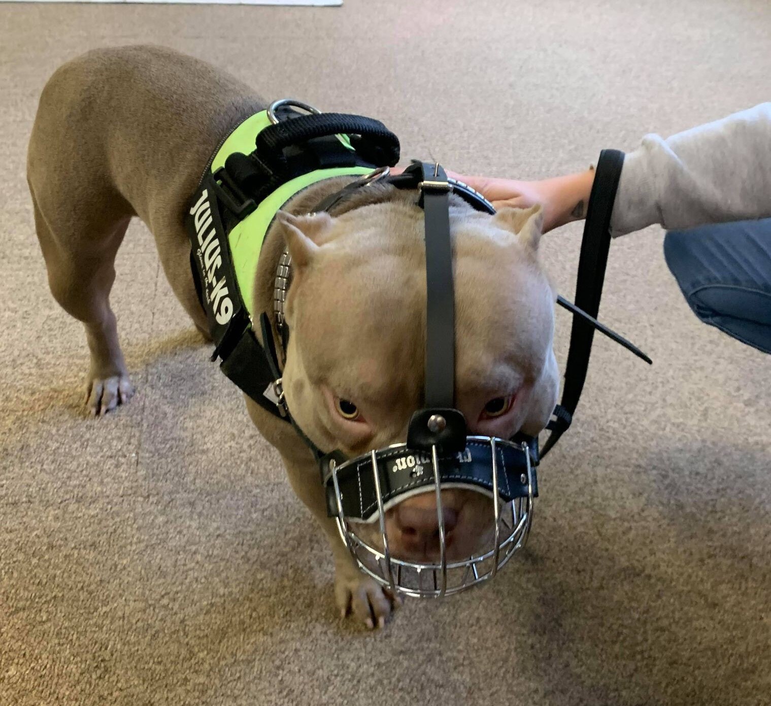 dog muzzle for american bully