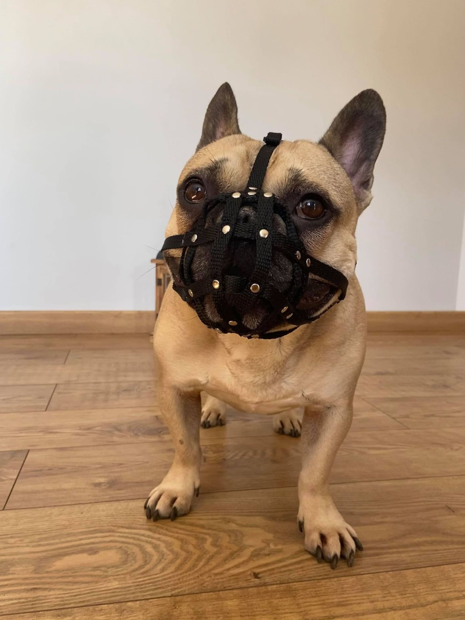 Dog Muzzle for French Bulldog frenchies a Other - Etsy