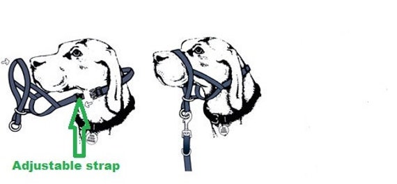 dog training halter