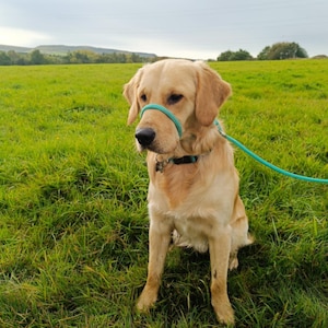 Peut inclure: Un chien golden retriever portant un harnais de tête en nylon bleu et un collier noir, debout dans un champ herbeux.