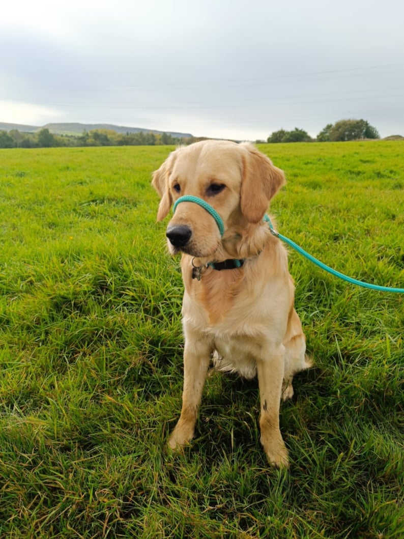 Figure 8 Head Collar 10feet (304cm) Anti Pull Lead One Size Fits All Super Soft Braided Nylon Comfortable Make Your Walks Enjoyable