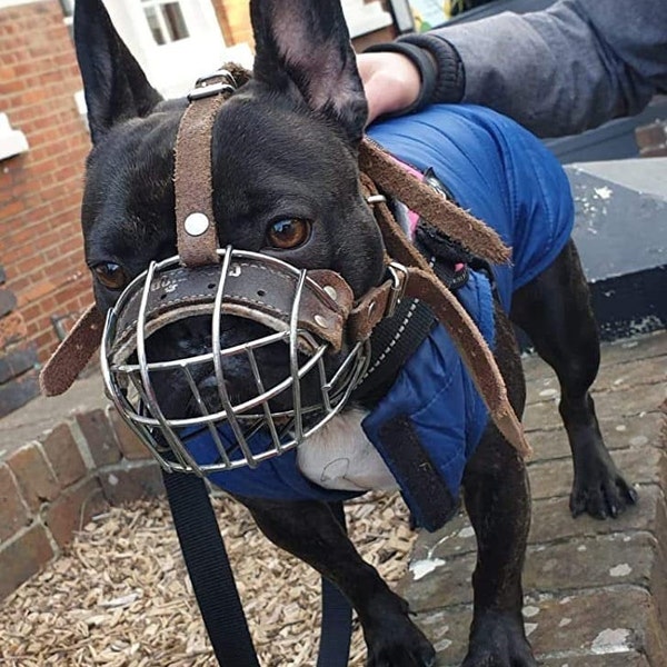 Bester Korb-Maulkorb für Französische Bulldogge | Korbmaul für Frenchies