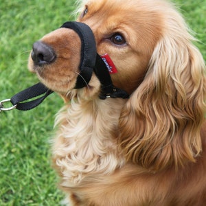 Licou et collier de dressage pour chien | Outil d'entraînement au comportement du chien | Arrêtez de tirer sur la laisse | Facile à utiliser, Bande nasale rembourrée, Sangle réglable