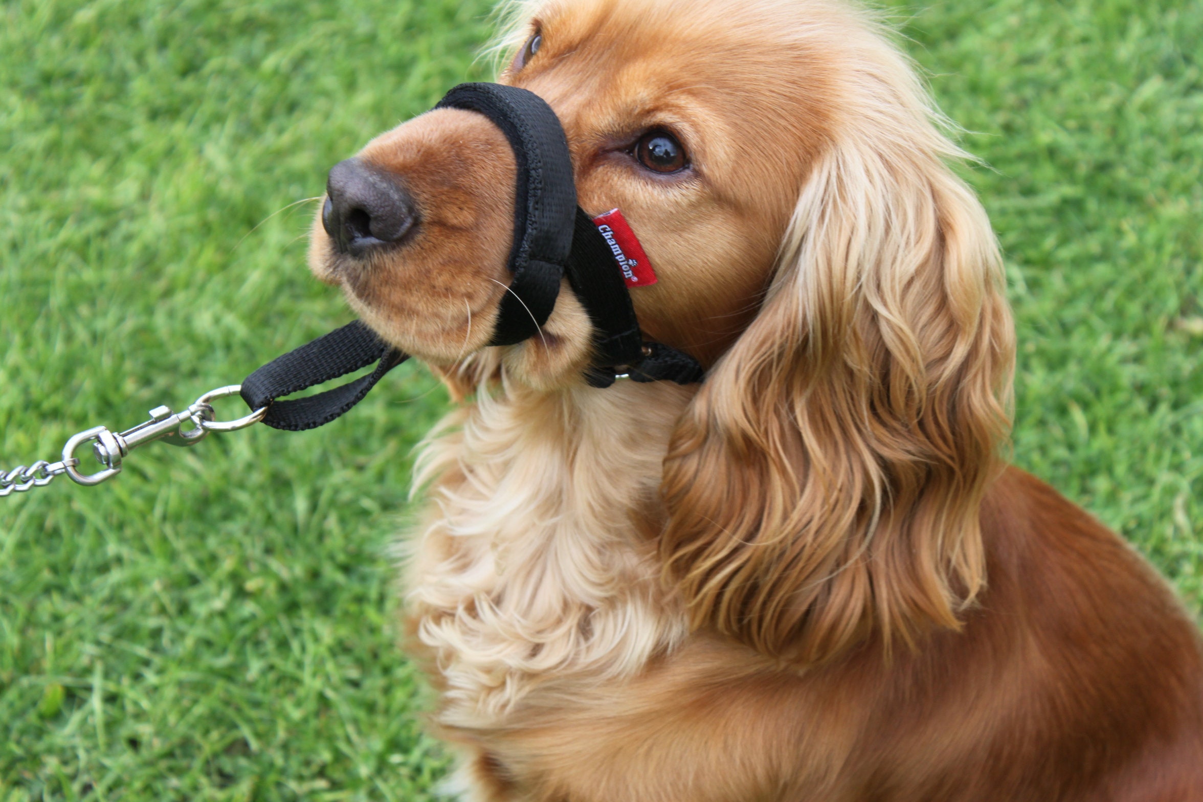 Collare Anti-tiro Per Cani Con Cinturino Di Sicurezza - Cavezza Comoda Per Passeggiate Senza Strattoni - Foto 3