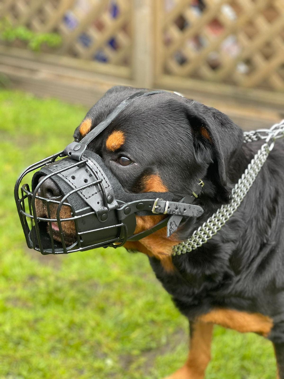 Rottweiler with muzzle cheap