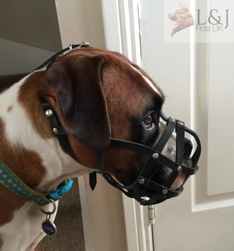 Leder Hund Maulkorb für Boxer und andere Hunde mit kurzer Etsy