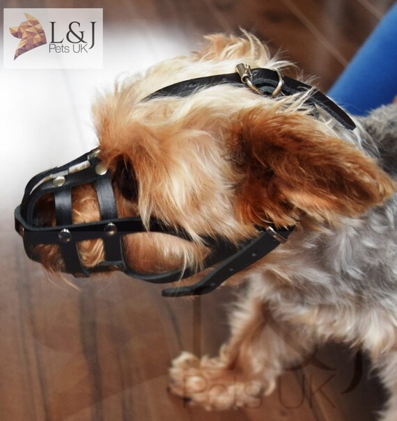 chihuahua muzzle size