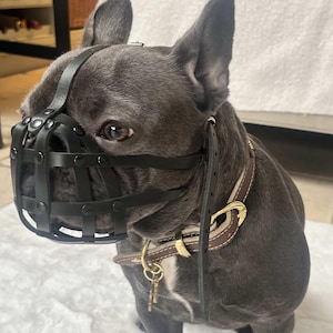Light leather Dog Muzzle for French Bulldog "Frenchies"