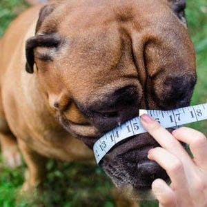 Light leather Dog Muzzle for French Bulldog "Frenchies" image 7