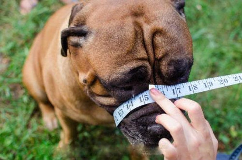 Light leather Dog Muzzle for French Bulldog "Frenchies" image 7