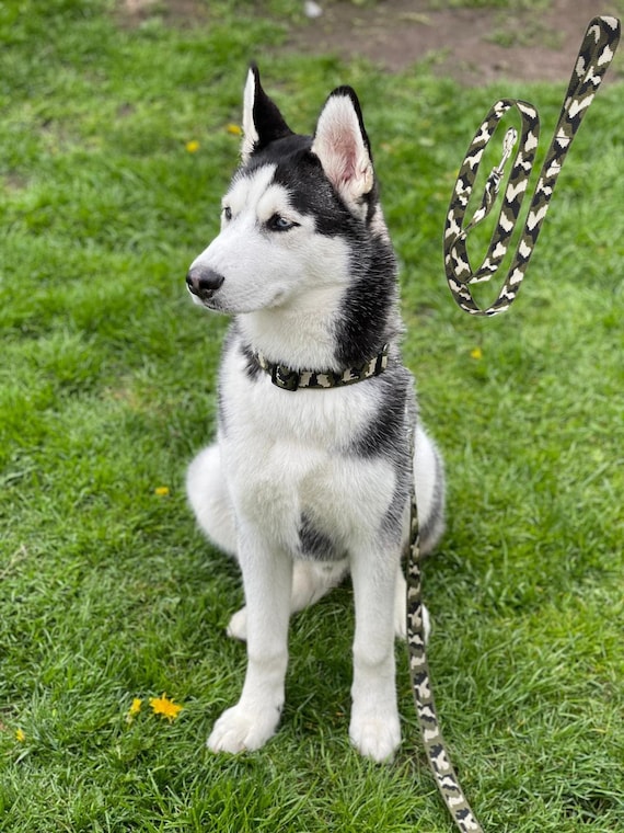 100 ft cheap dog leash