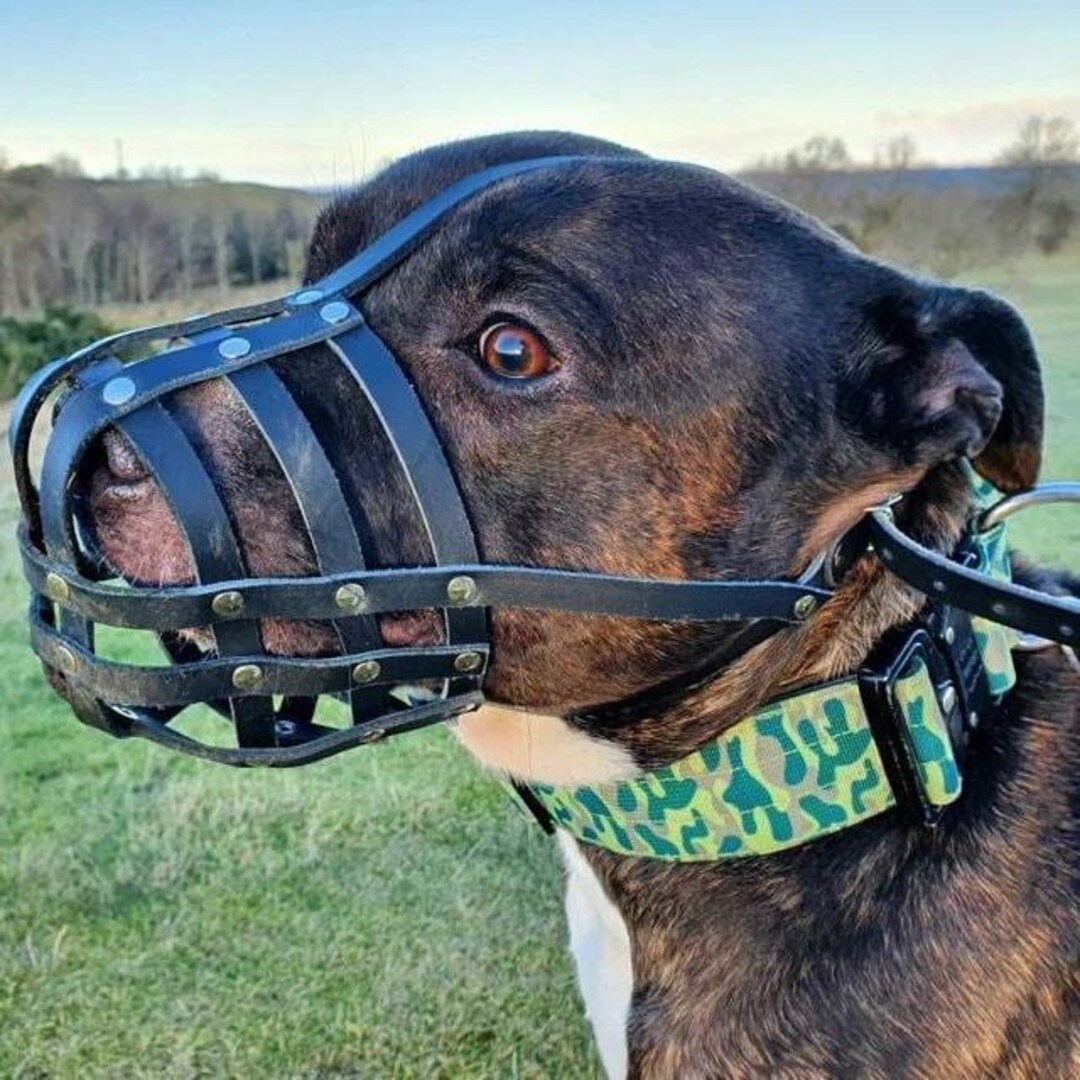 Bozal De Cuero Genuino Para Staffordshire Bull Terrier | Talla M | Ligero Y Seguro | LJPETSUK