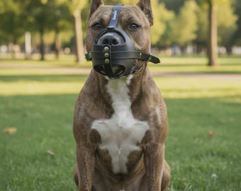 May include: A brown and white brindle dog wearing a black leather muzzle with brass-colored rivets and a central strap. The muzzle features a structured basket design that covers the snout, secured by a buckle strap around the head.