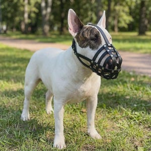 Puede incluir: Un Bull Terrier blanco con marcas atigradas en la cabeza lleva un bozal de cesta de cuero negro. El bozal presenta un diseño tipo jaula con múltiples correas horizontales y verticales aseguradas por remaches de metal de tono plateado.