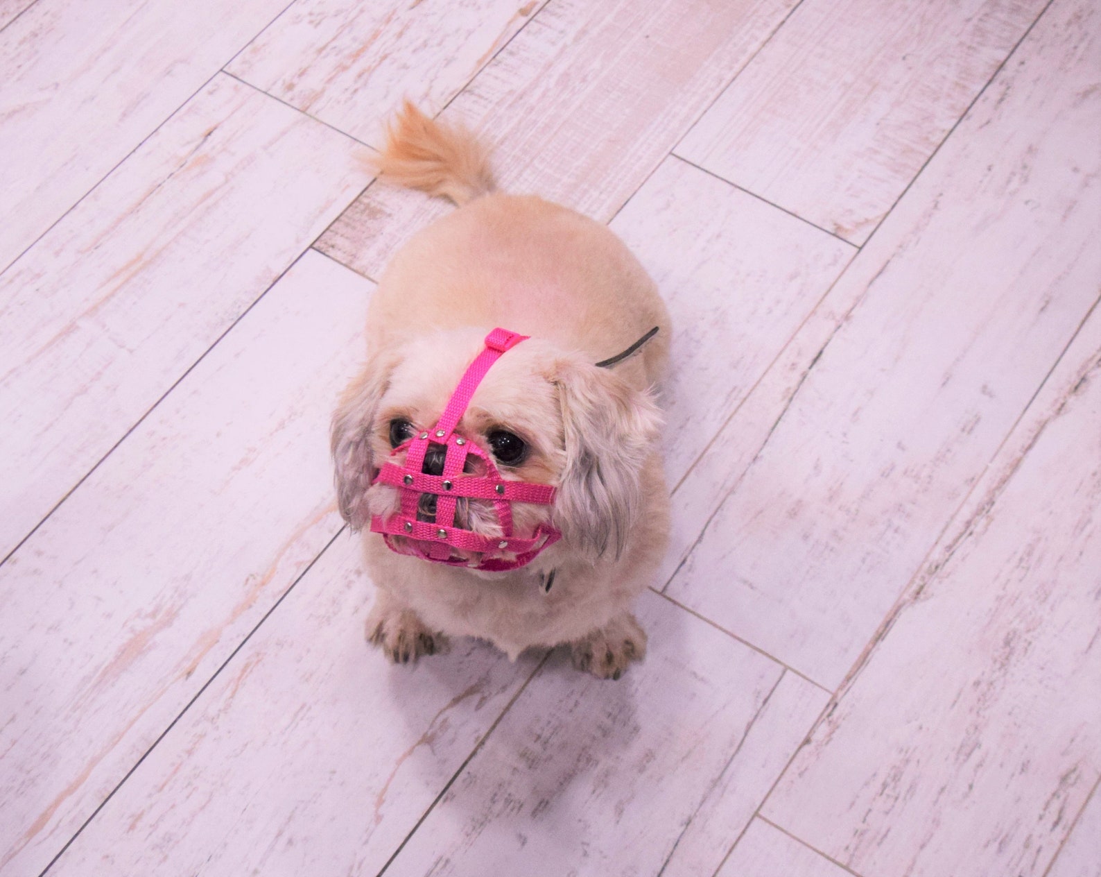 Dog Muzzle for Shih Tzu and Other Flat Face Faced Short Snout Etsy UK