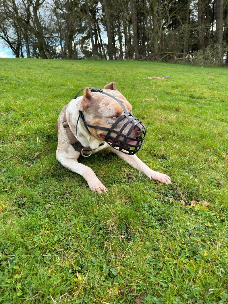 Polymer Dog Muzzle | Training & Behaviour | Strong, Waterproof Design | XL American Bully, XL Bully | Handmade, Durable