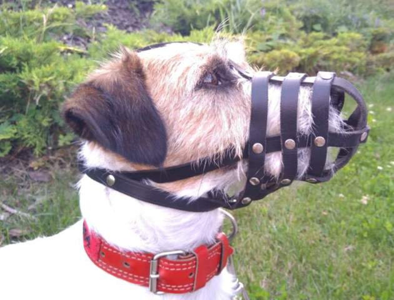Leather Dog Muzzle for Jack Russell and Other Similar Dogs Etsy UK