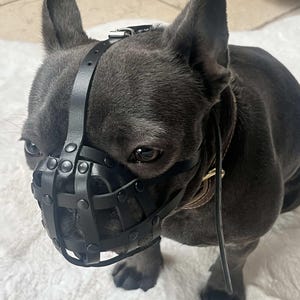 Light leather Dog Muzzle for French Bulldog "Frenchies" image 4