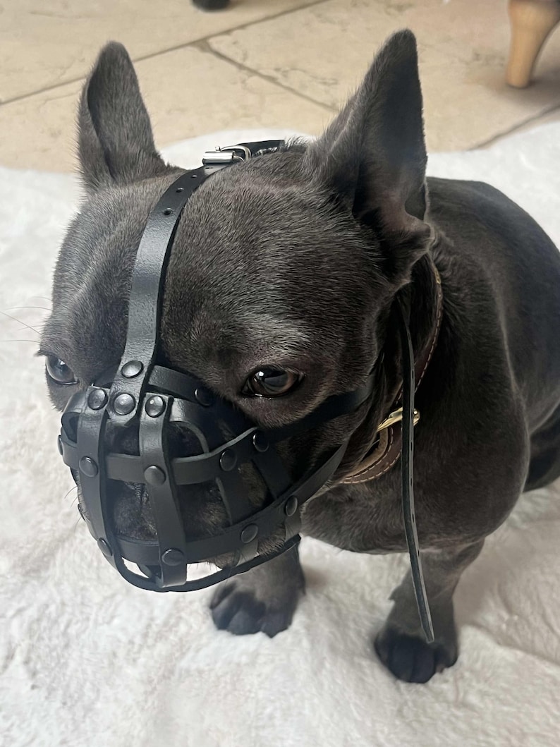 Light leather Dog Muzzle for French Bulldog "Frenchies" image 4