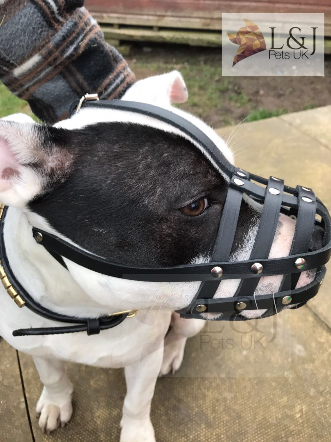 Light Real leather Dog Muzzle for Staffordshire Bull Terrier Etsy
