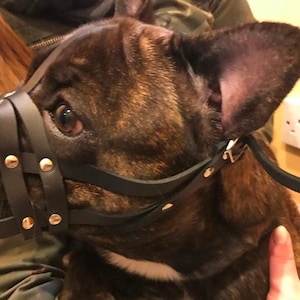 Light leather Dog Muzzle for French Bulldog "Frenchies" image 5