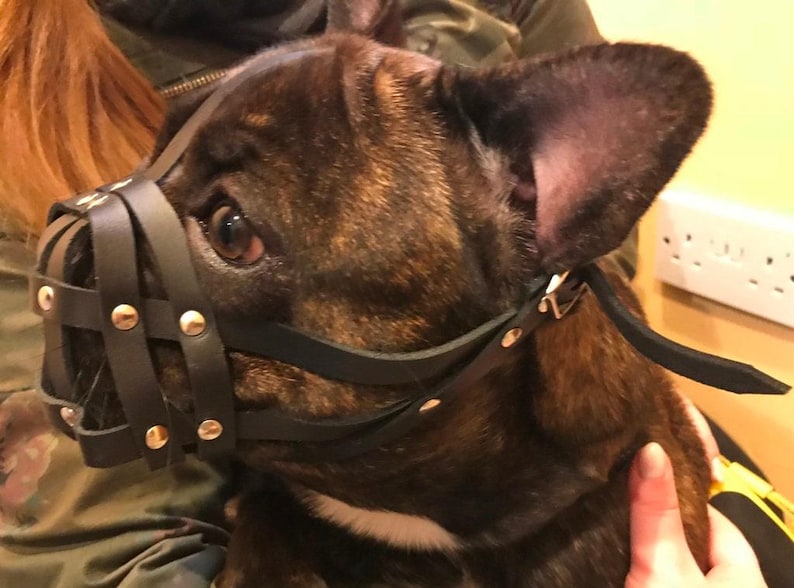 Light leather Dog Muzzle for French Bulldog "Frenchies" image 5