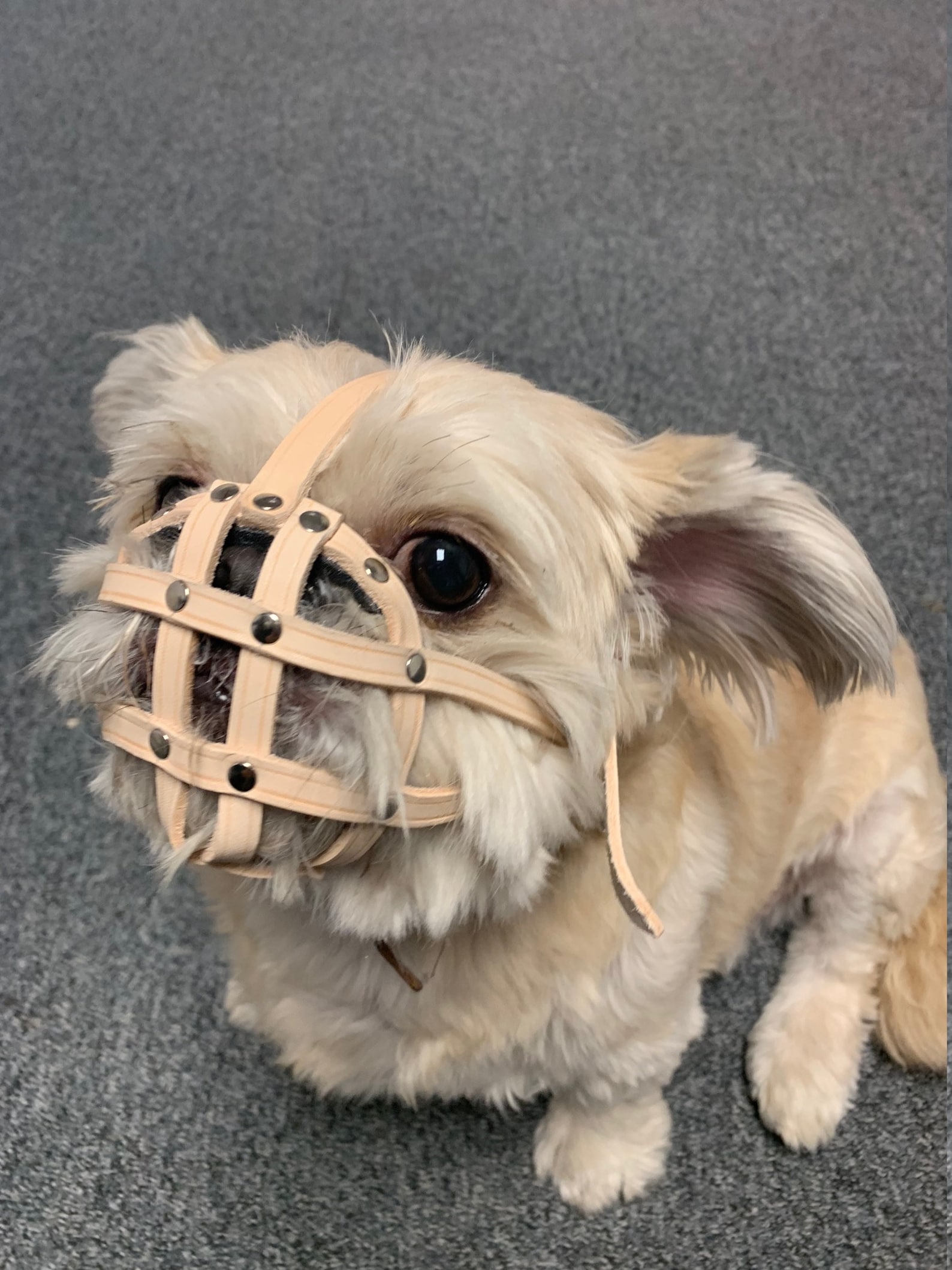 Leather Dog Muzzle for Shih Tzu and Other Flat Face Faced Etsy