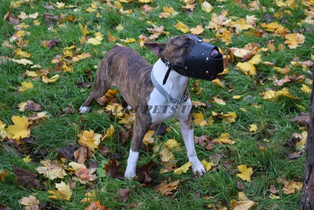 Strong Real Leather Dog Muzzle Bull Terrier and Other Similar Etsy UK