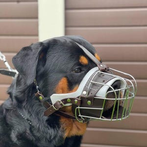 Puede incluir: Un perro Rottweiler negro y marrón con un bozal de cuero marrón y metal. El bozal tiene un forro acolchado blanco y una jaula de alambre.