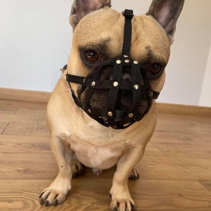 frenchie with a muzzle frenchie with a muzzle