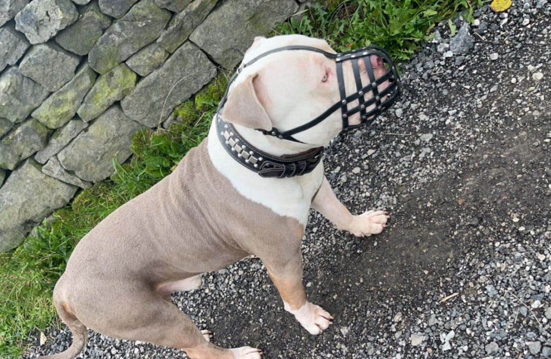 Leather Dog Muzzle for American Bully Bully XL and Other Similar