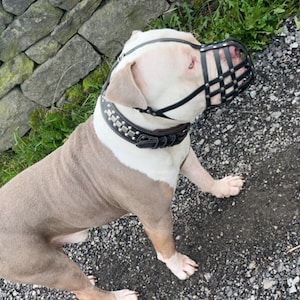 Könnte beinhalten: Ein weiß-brauner Hund mit einem schwarzen, mit Nieten besetzten Lederhalsband und einem schwarzen Drahtmaulkorb. Der Hund steht auf einem Schotterweg.