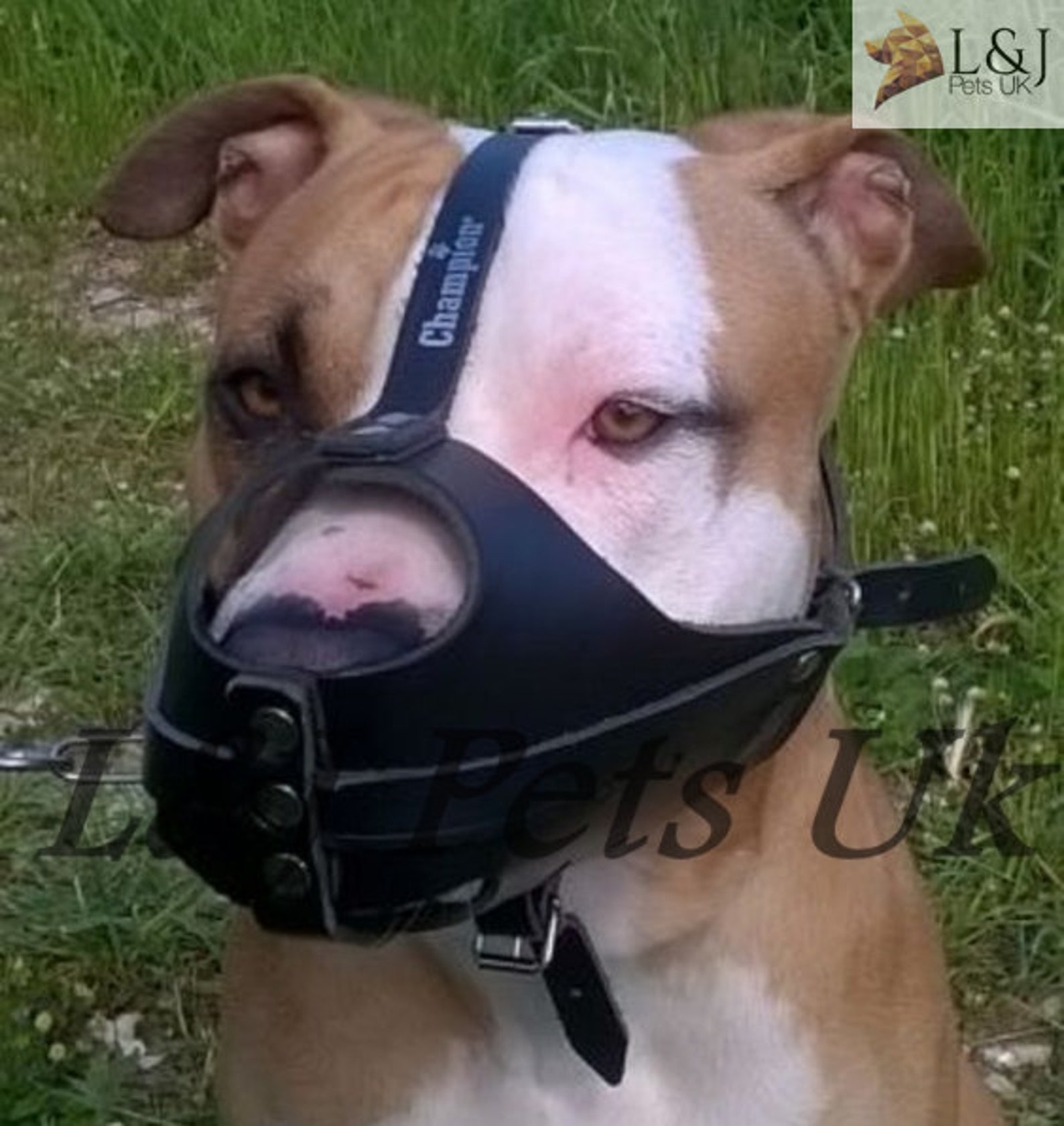 Strong Real Leather Dog Muzzle for American Staffordshire Etsy