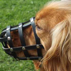 Light Leather dog Muzzle Continental Toy Spaniel Papillon & similar snouts