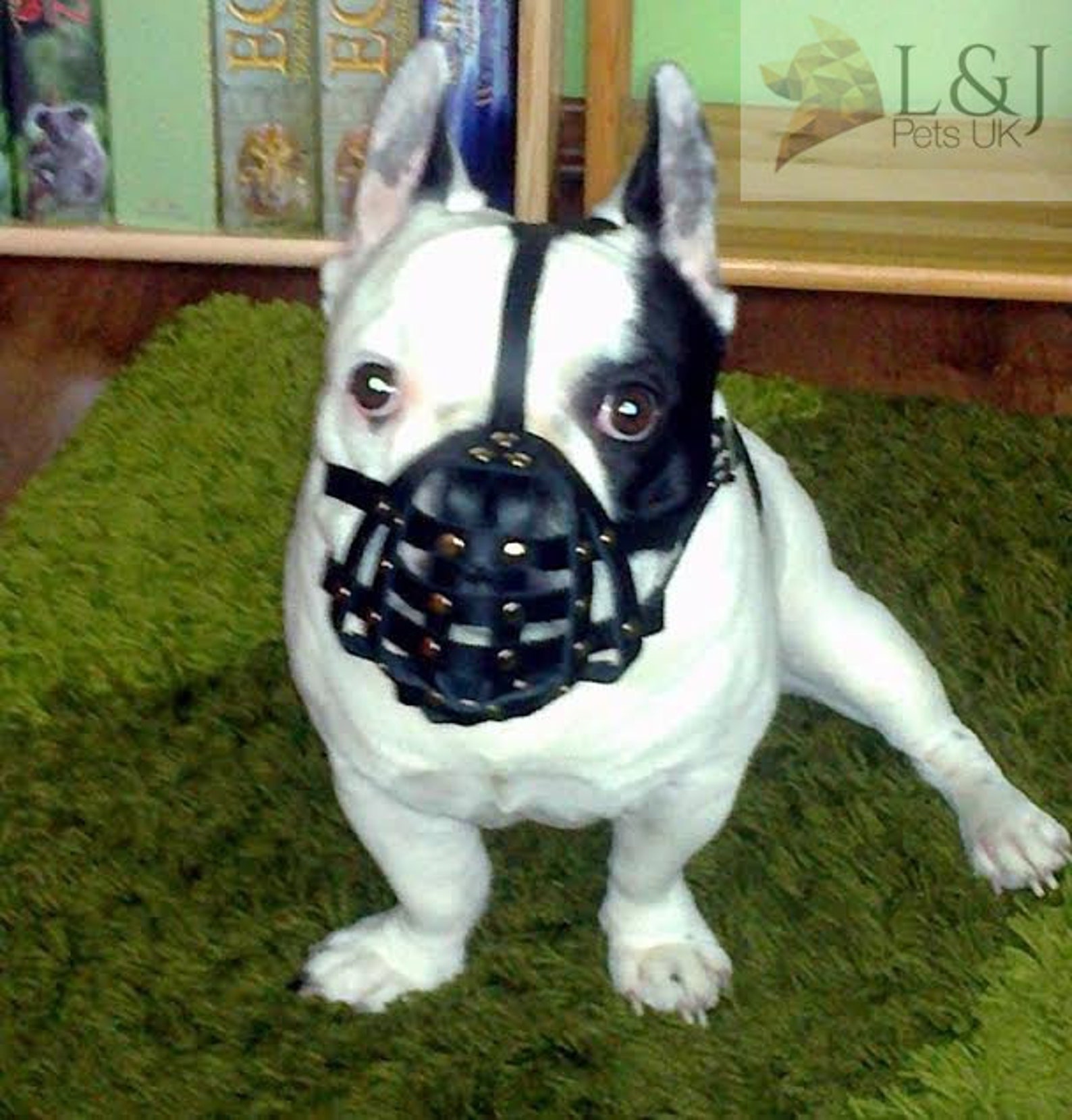Light Leather Dog Muzzle for French Bulldog Etsy
